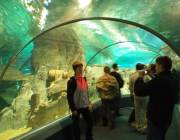 , . Sochi Discovery World Aquarium (   )